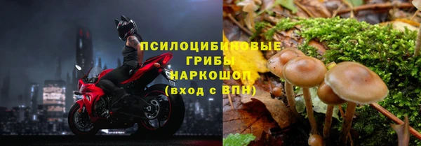 PSILOCYBIN Алзамай